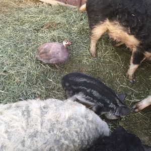 Meet your Posher, Kami